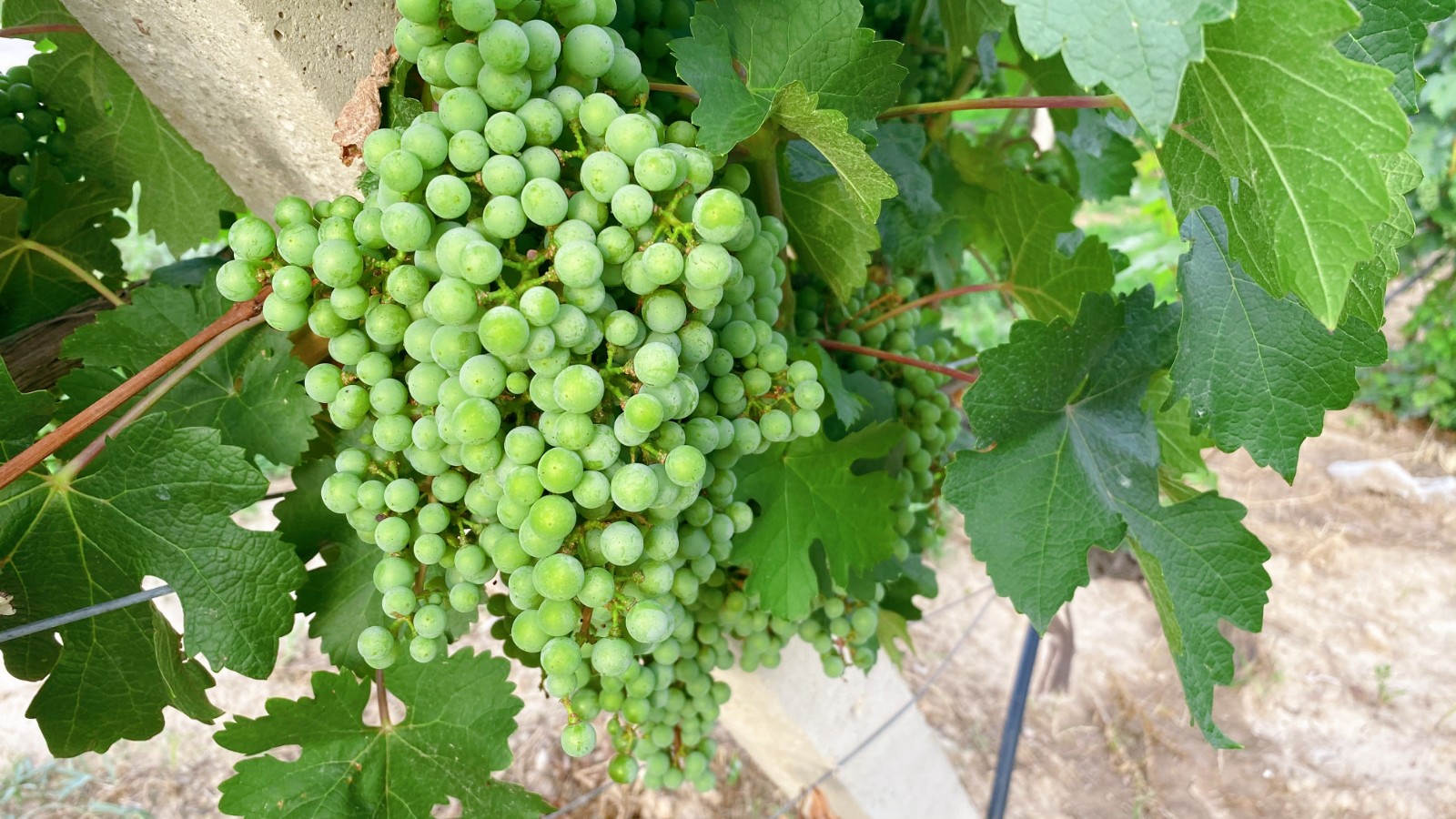 16258822895251.jpg 微信圖片_20210705090119.jpg