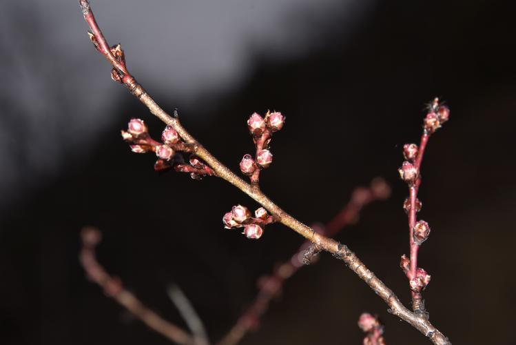 16464604465952.jpeg abdb7aa9d9b2c419e5b5a56de76166d2.jpeg