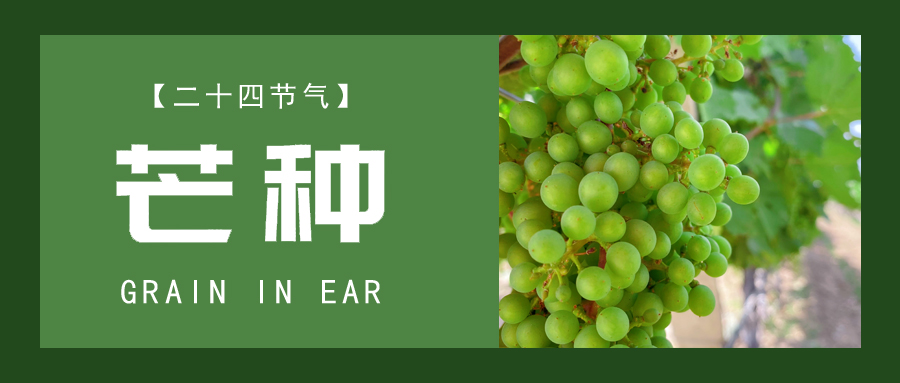 芒種 ▎忙終有獲，種得其所