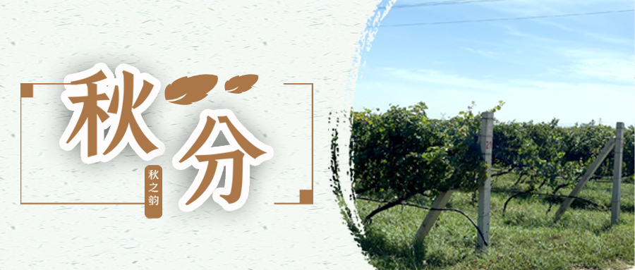 秋分 ▎秋分載萬物，葡園話豐收