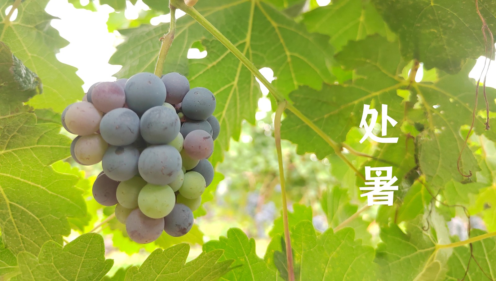 17575561643199.jpg 22260251975810461.jpg